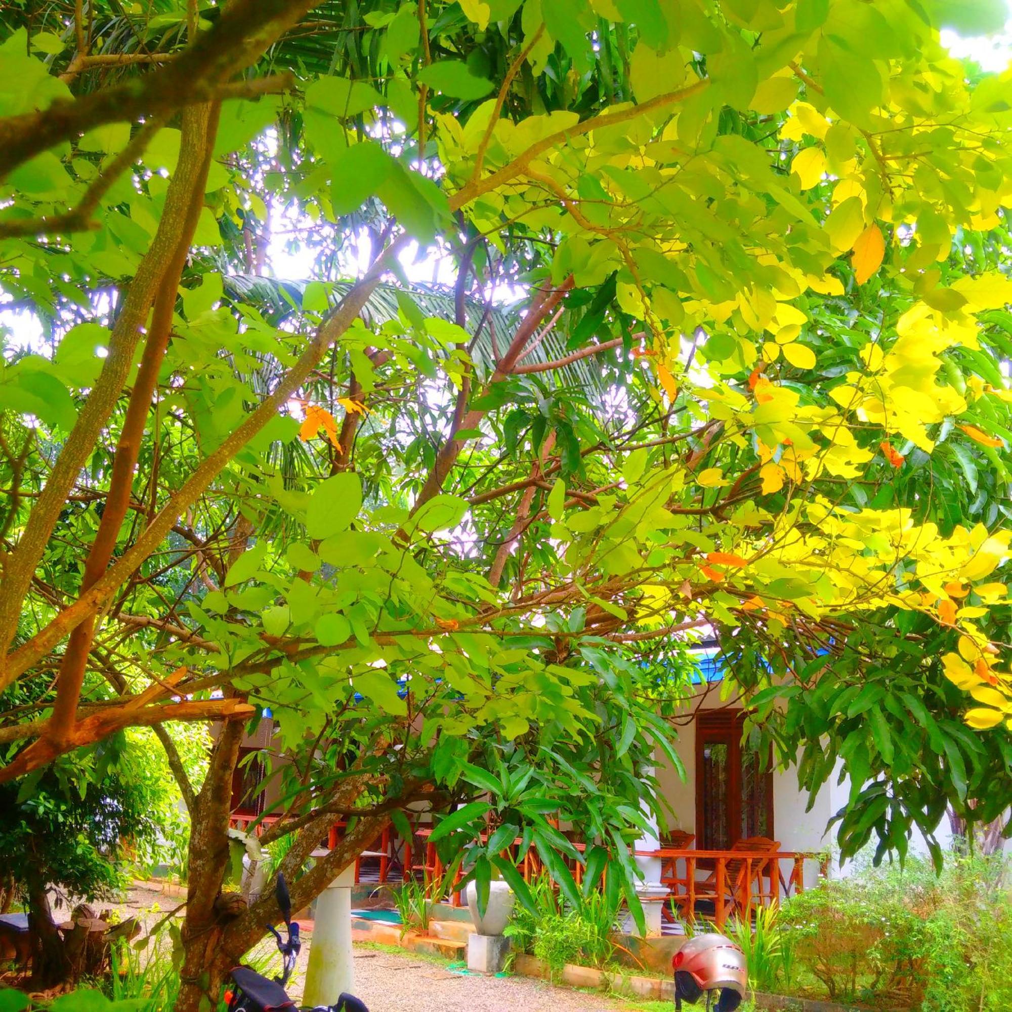 Avian Garden Udawalawe Hotel Exterior photo